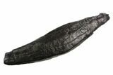 Huge, 6.7" Fossil Sperm Whale (Scaldicetus) Tooth - #130177-1